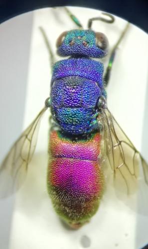 Chrysis sp.